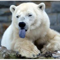 ninjabear